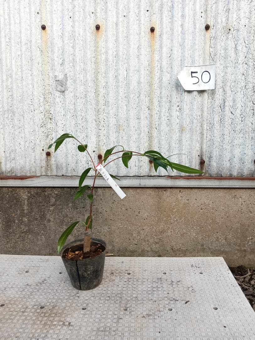 小百合　椿　調整中