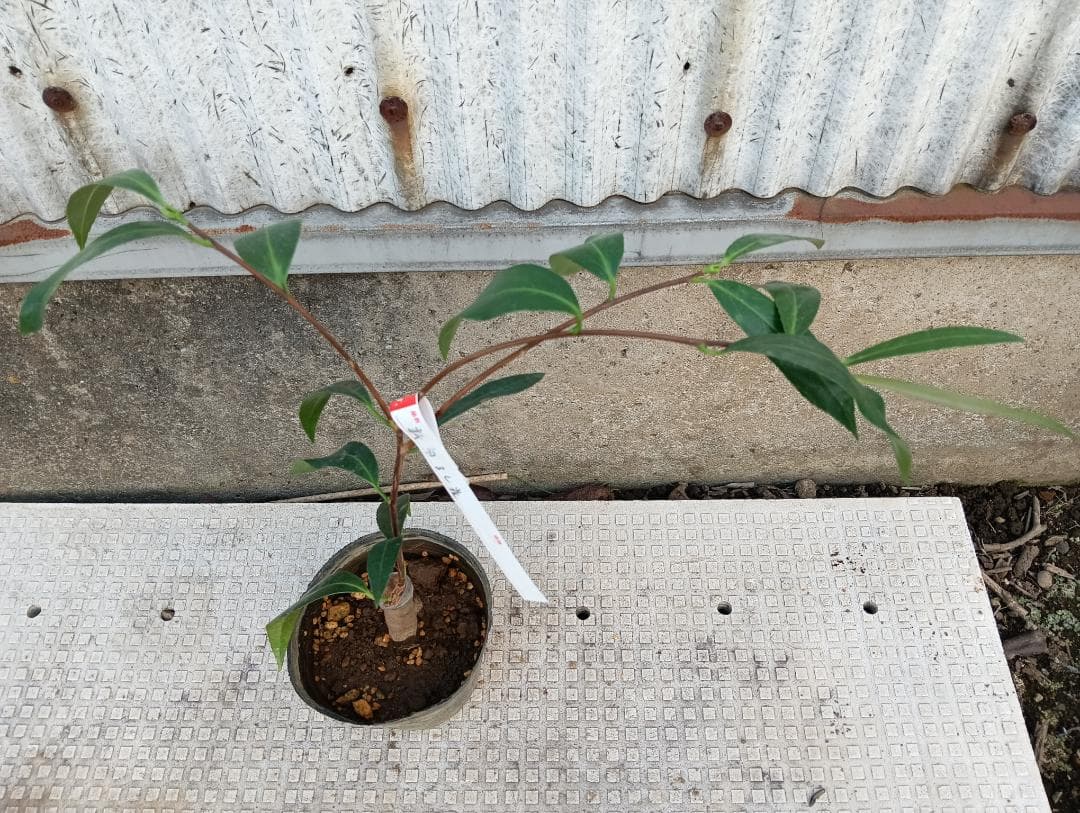 小百合　椿　調整中