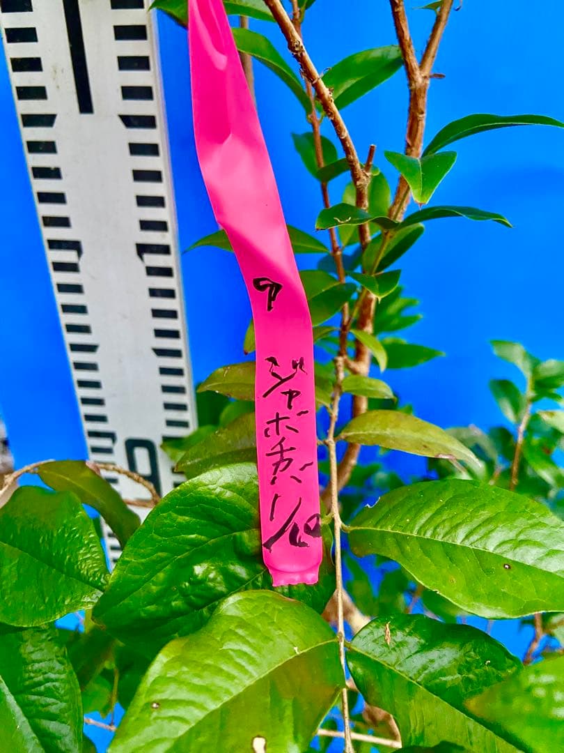 ❾ジャボチカバ 希少フルーツ　四季咲き