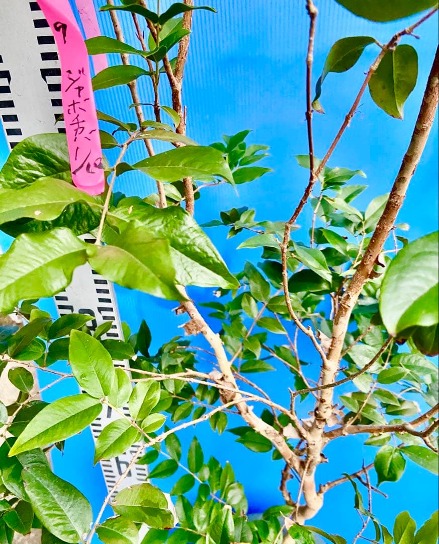 ❾ジャボチカバ 希少フルーツ　四季咲き