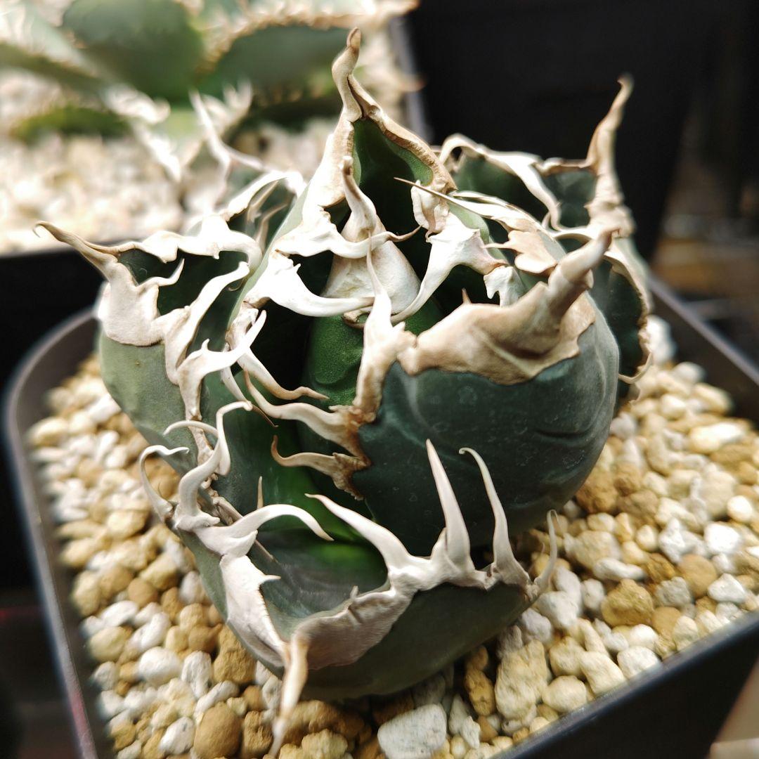 アガベ　チタノタ　悪魔　スーパーチタノタ　中株