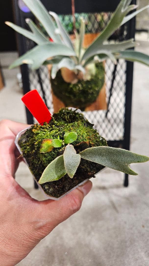 ビカクシダ P.veichiixP.wallchii x P.veitchii Wild