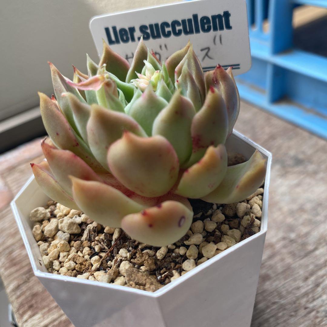 売却済み　　多肉植物 リエール苗　サンダーローズ