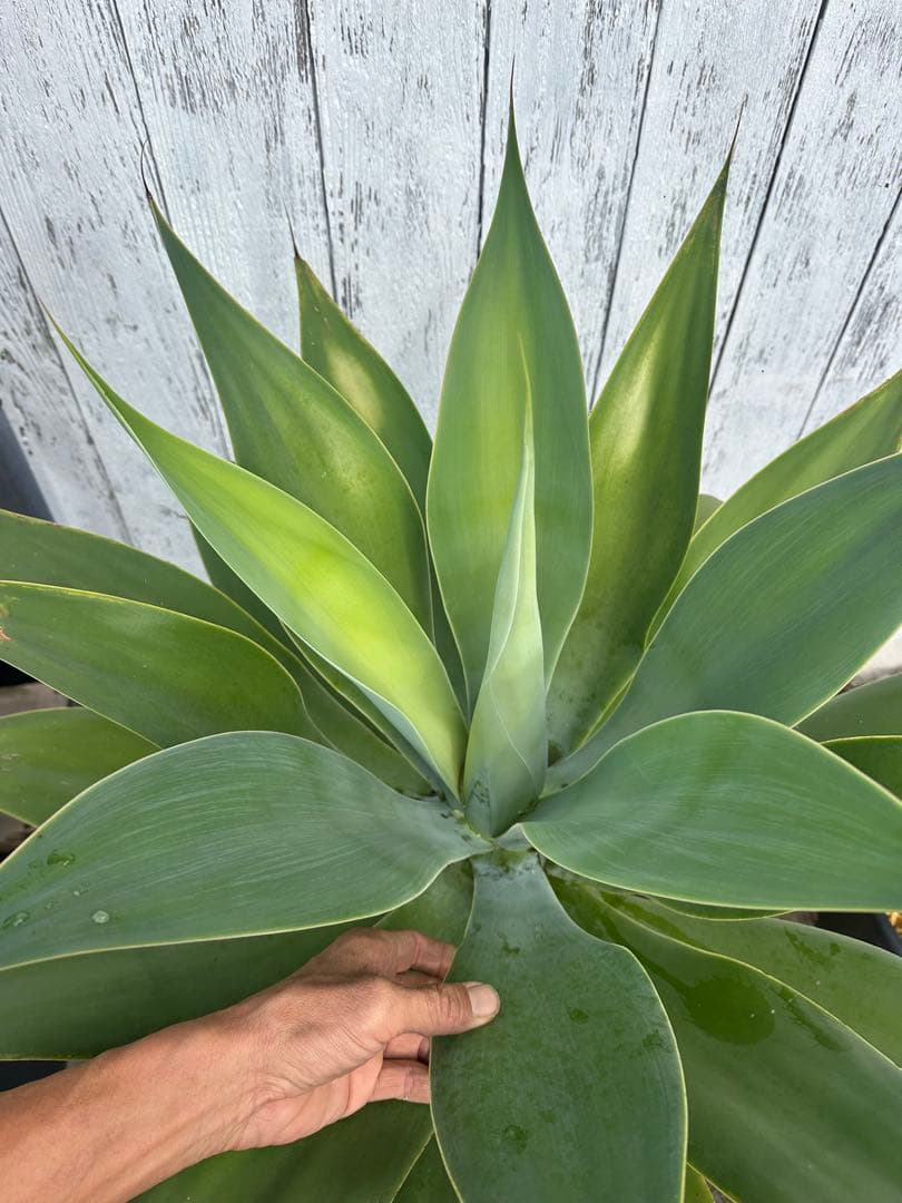 【大型】アガベアテナータ　特大アテナータ