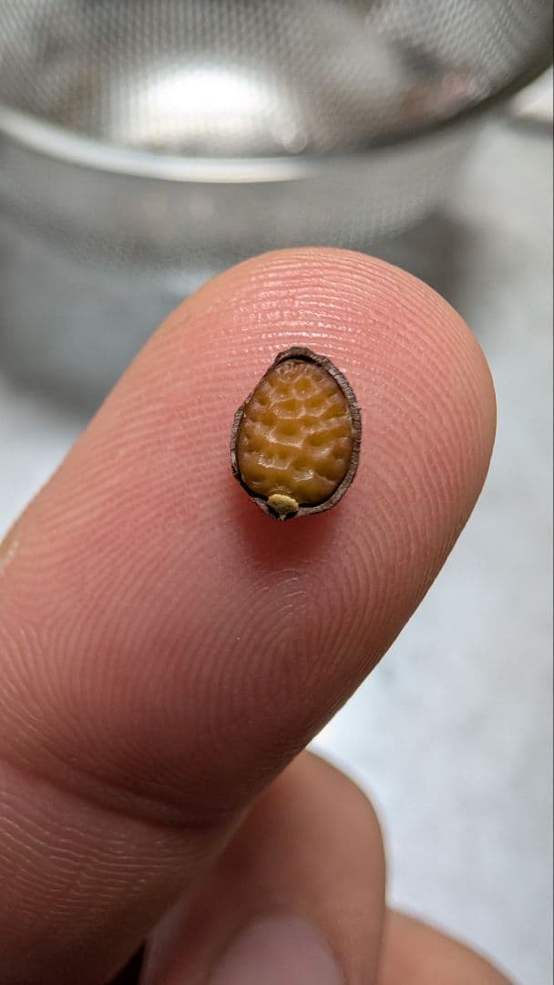 1月新着種子 アデニア ペチュエリー Adenia pechuelii 20粒