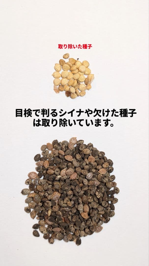 1月新着種子 アデニア ペチュエリー Adenia pechuelii 20粒