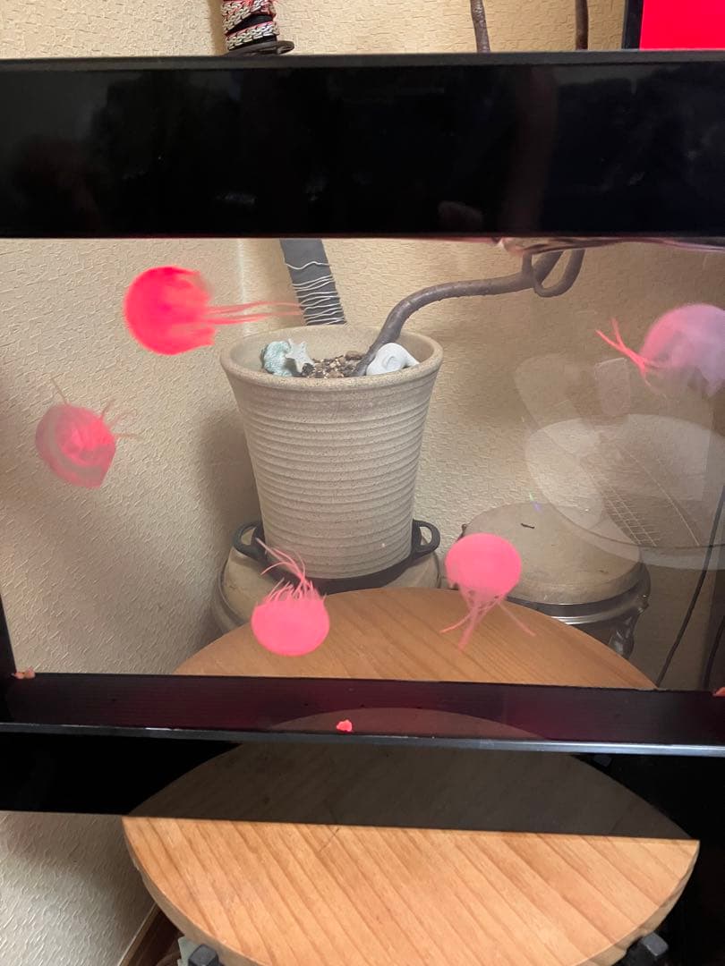 クラゲ　アクアリウム