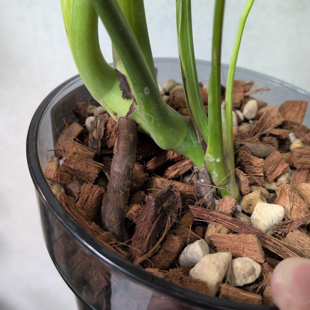 モンステラ デリシオーサ ホワイトモンスター 天津蘭 メルカリ便