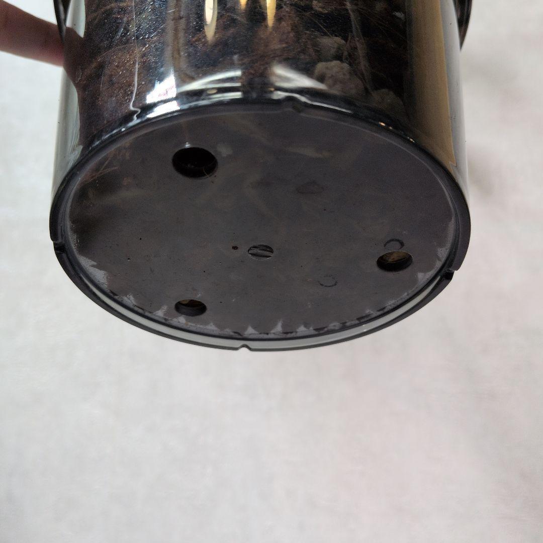 モンステラ デリシオーサ ホワイトモンスター 天津蘭 メルカリ便