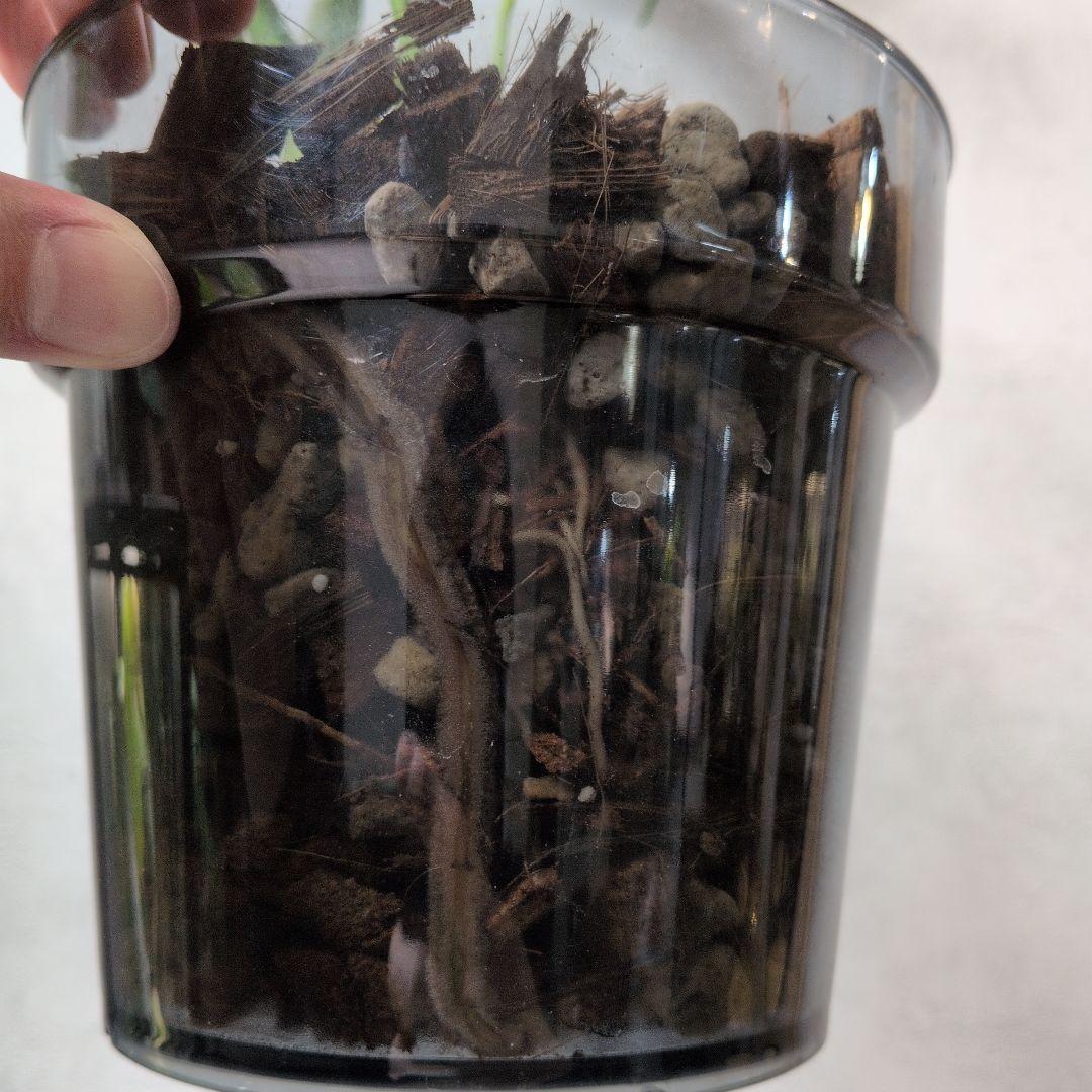 モンステラ デリシオーサ ホワイトモンスター 天津蘭 メルカリ便