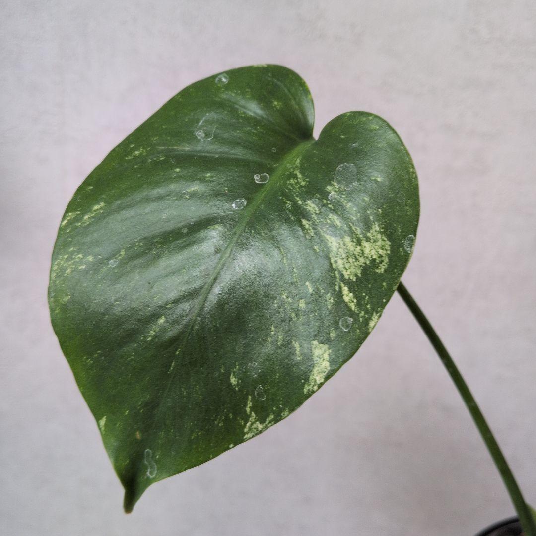 モンステラ デリシオーサ ホワイトモンスター 天津蘭 メルカリ便