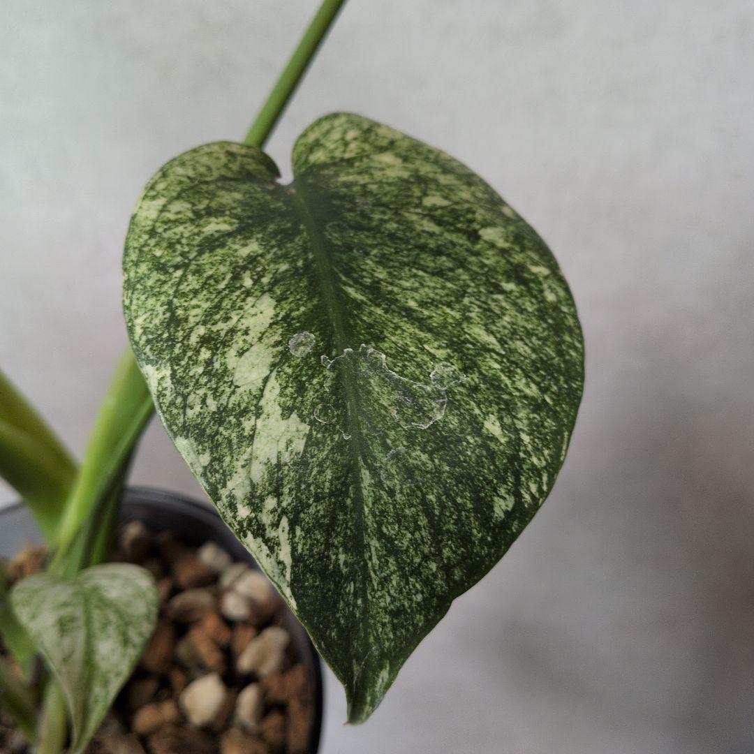 モンステラ デリシオーサ ホワイトモンスター 天津蘭 メルカリ便