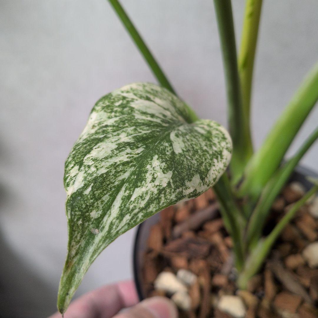 モンステラ デリシオーサ ホワイトモンスター 天津蘭 メルカリ便