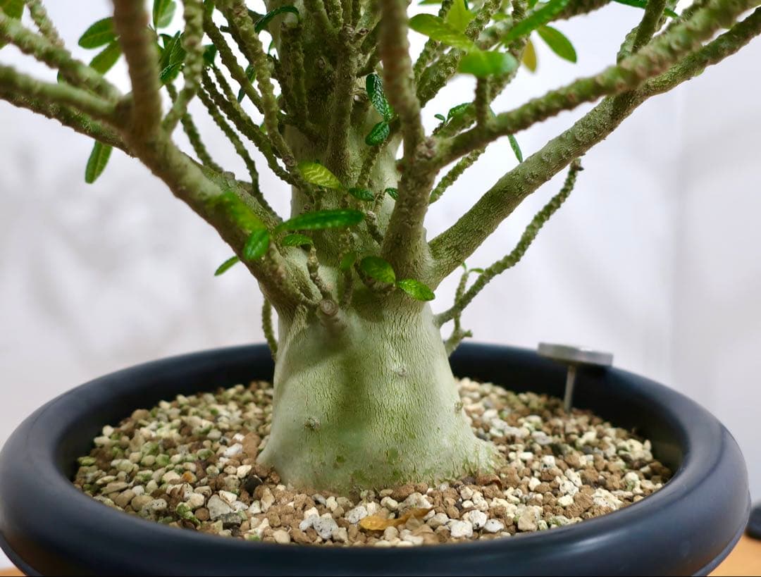 極美 超大株 ドルステニア ギガス