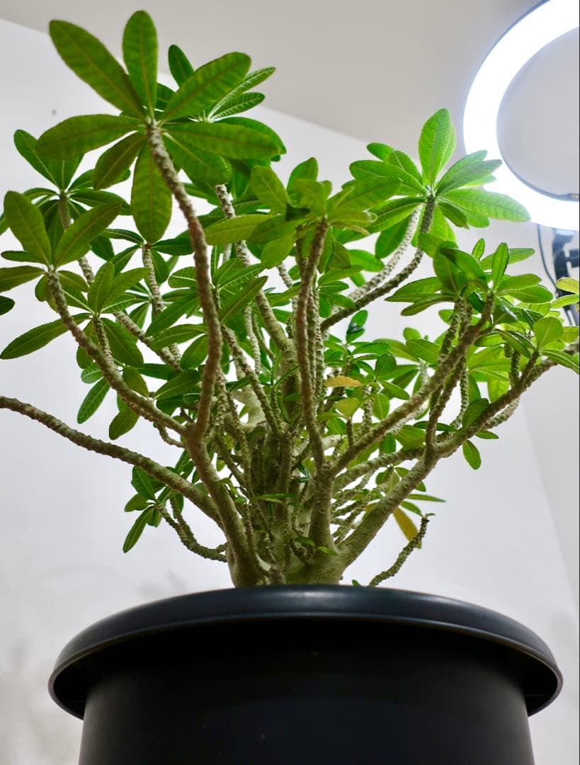 極美 超大株 ドルステニア ギガス