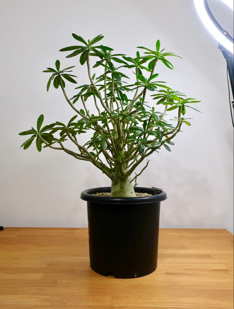 極美 超大株 ドルステニア ギガス