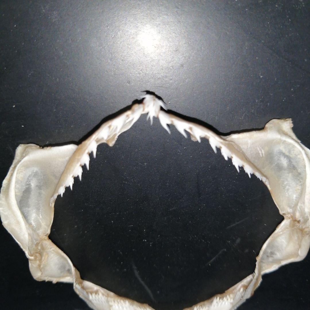 エドアブラザメ　歯　あご　標本　A5