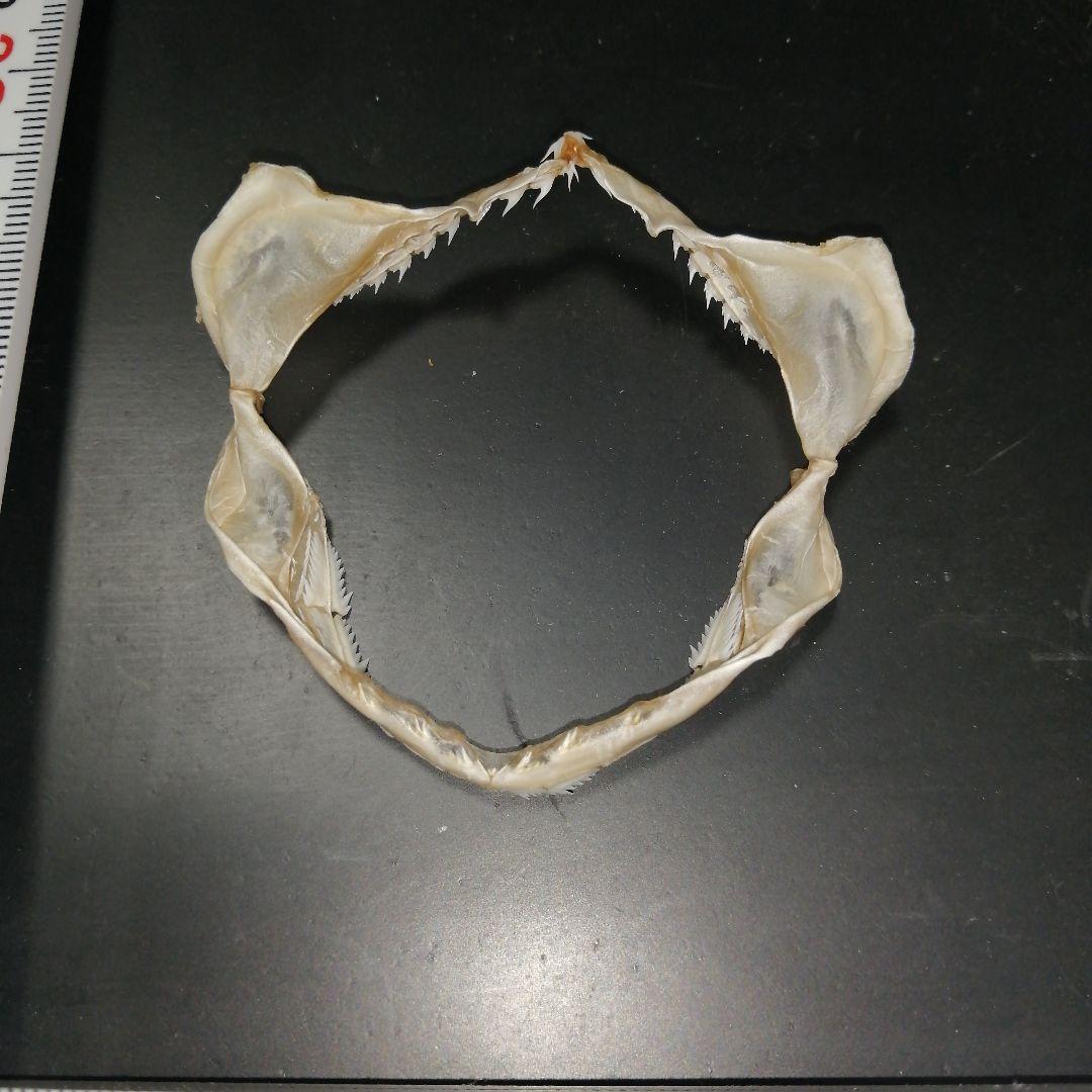 エドアブラザメ　歯　あご　標本　A5