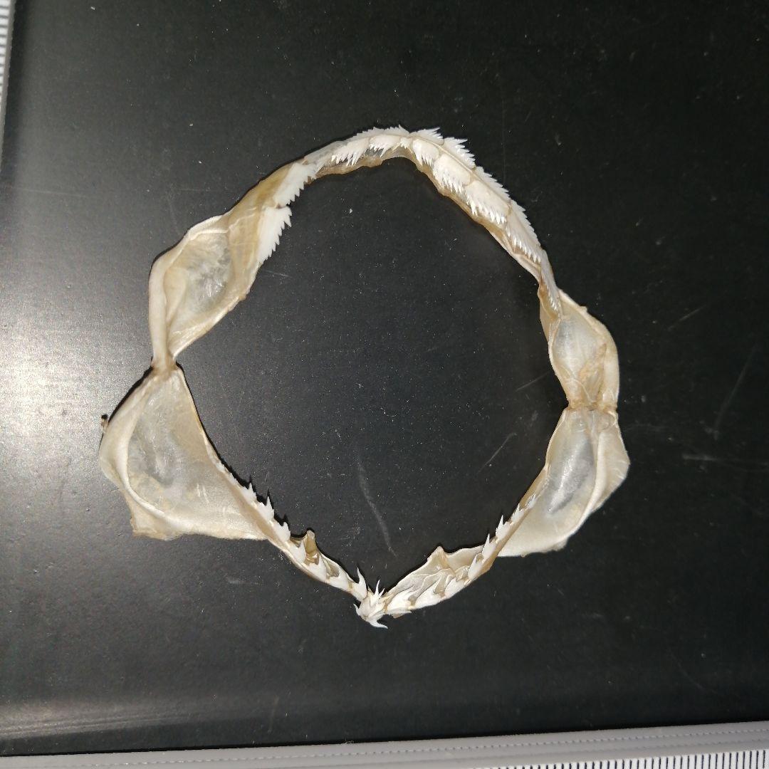 エドアブラザメ　歯　あご　標本　A5