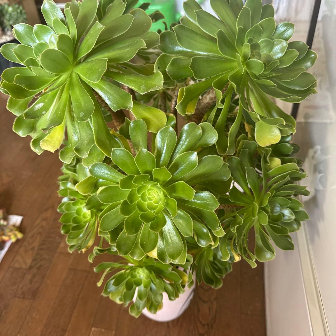 多肉植物緑カシミヤの法師古株18頭