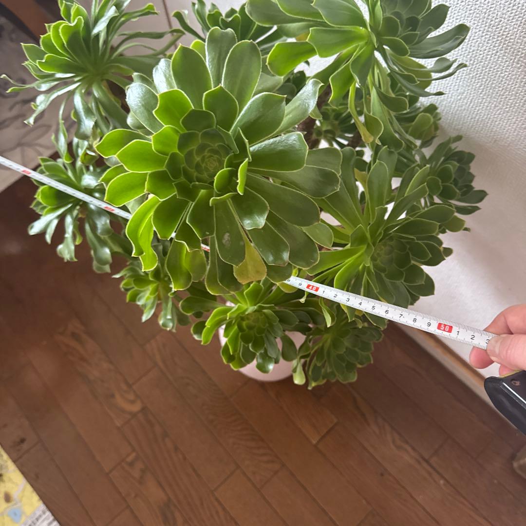 多肉植物緑カシミヤの法師古株18頭