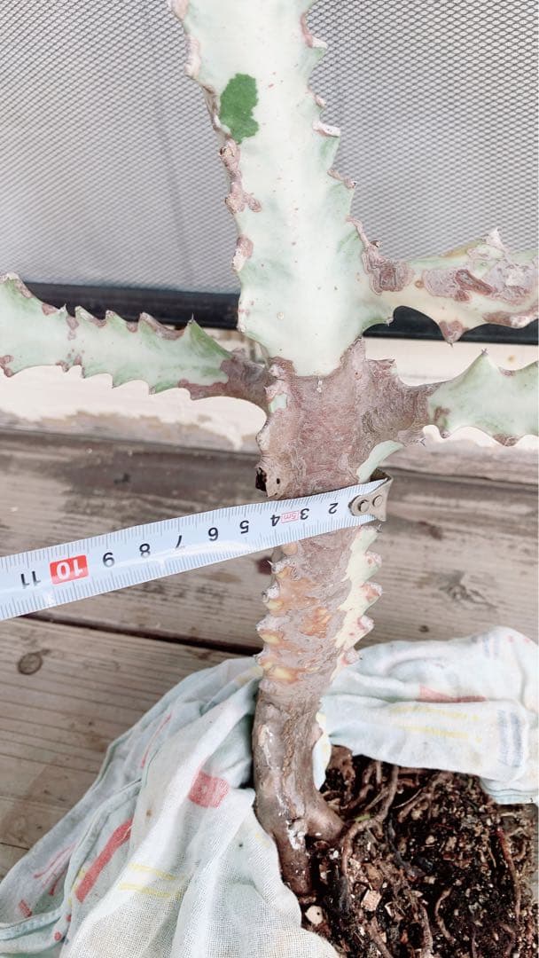 【超特大・希少】ユーフォルビア ホワイトゴースト 80cm 抜き苗 木質化あり