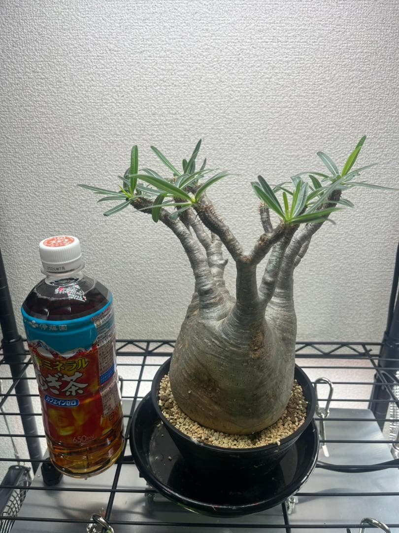 パキポディウム グラキリス 現地株 ML