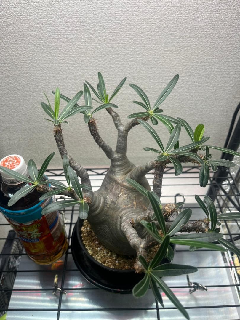 パキポディウム グラキリス 現地株 ML