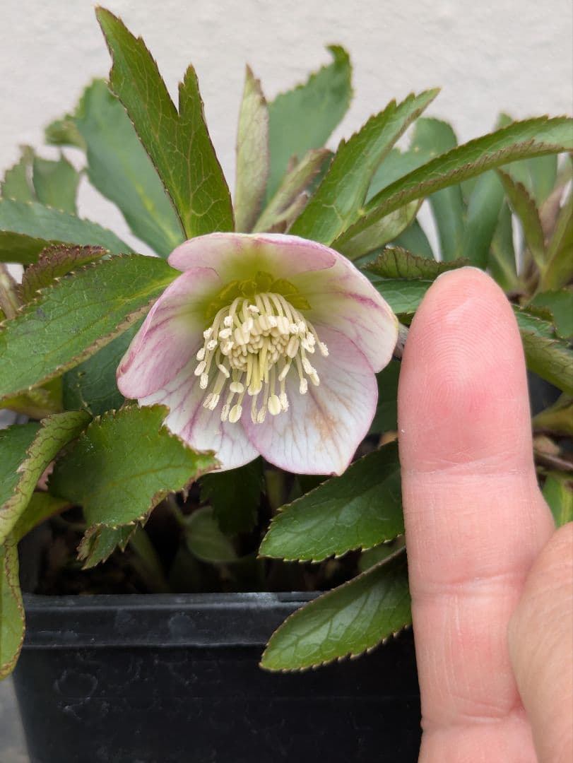 極美！ウィンターシンフォニー 小輪ピンクベイン SS ポーセリン風の質感