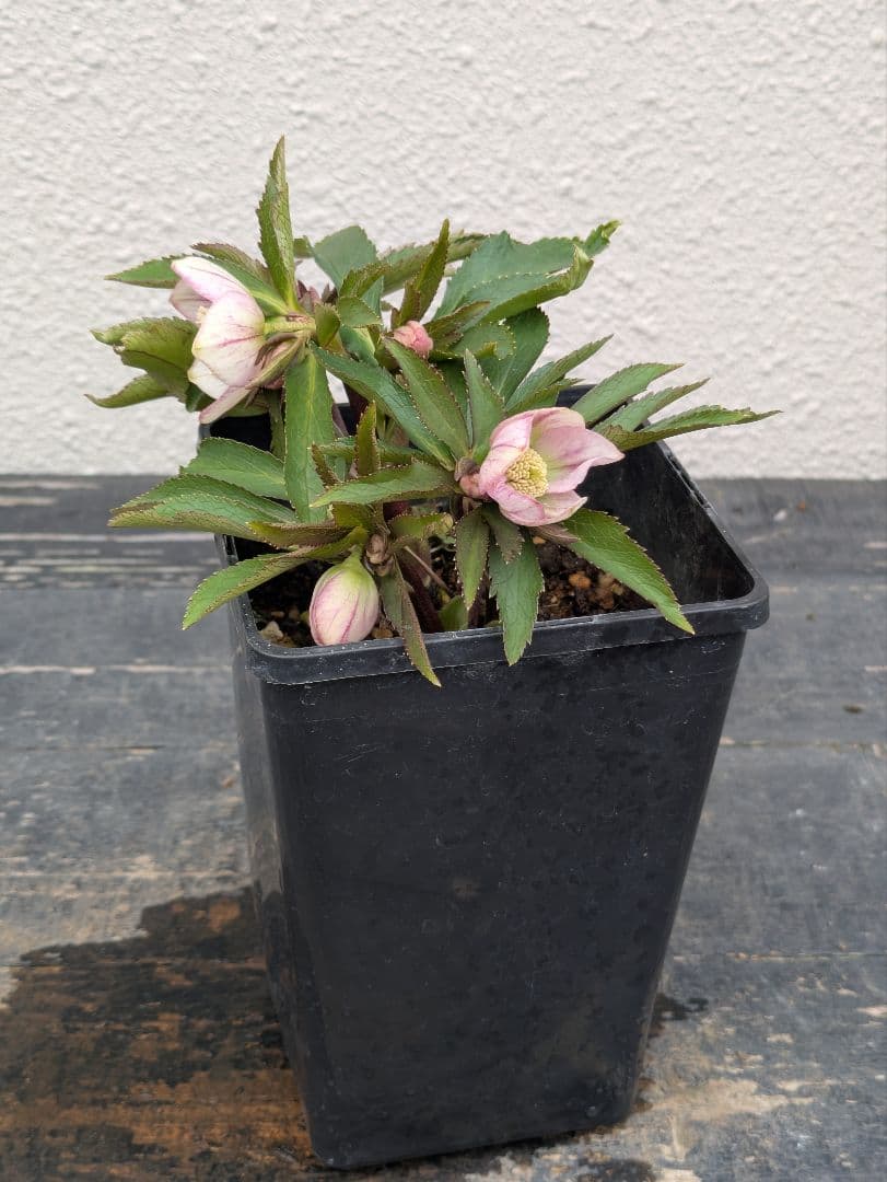 極美！ウィンターシンフォニー 小輪ピンクベイン SS ポーセリン風の質感