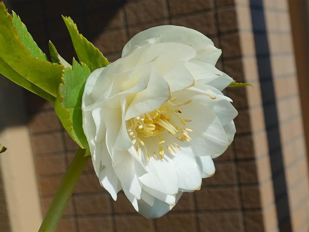 クリスマスローズ dd ホワイトゴールド グロッシーカラー 純白花