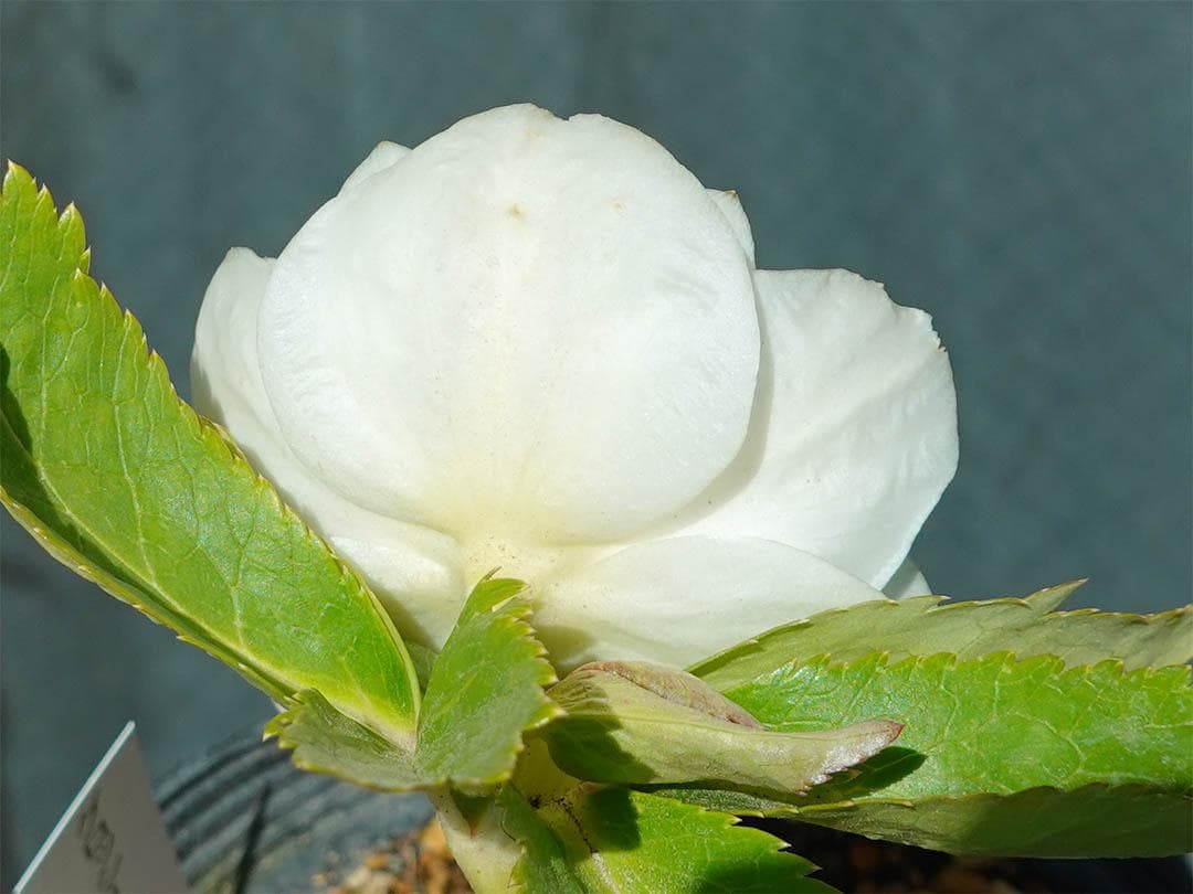 クリスマスローズ dd ホワイトゴールド グロッシーカラー 純白花