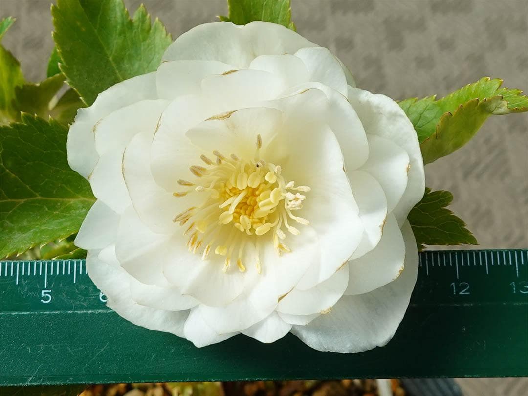 クリスマスローズ dd ホワイトゴールド グロッシーカラー 純白花