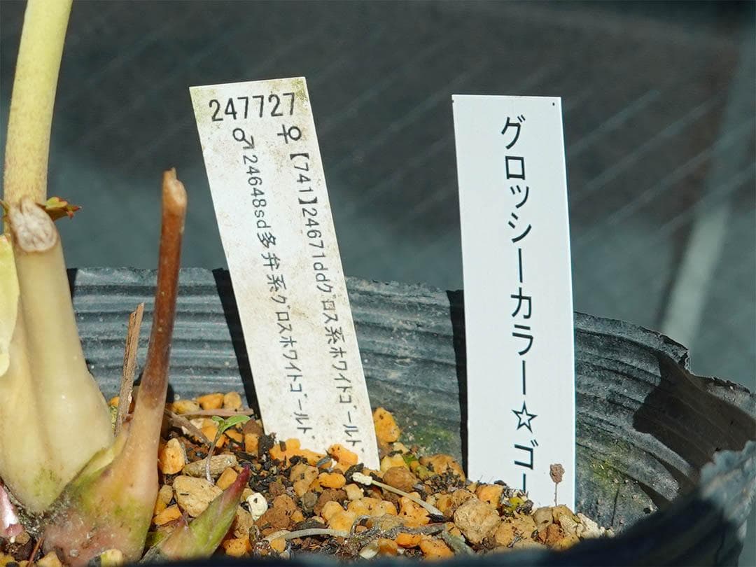 クリスマスローズ dd ホワイトゴールド グロッシーカラー 純白花