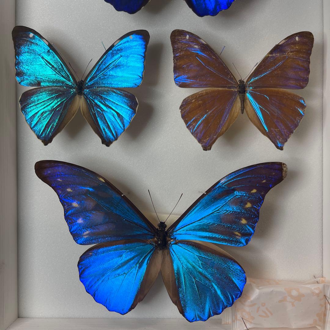 青色のモルフォ蝶の標本 4匹セット