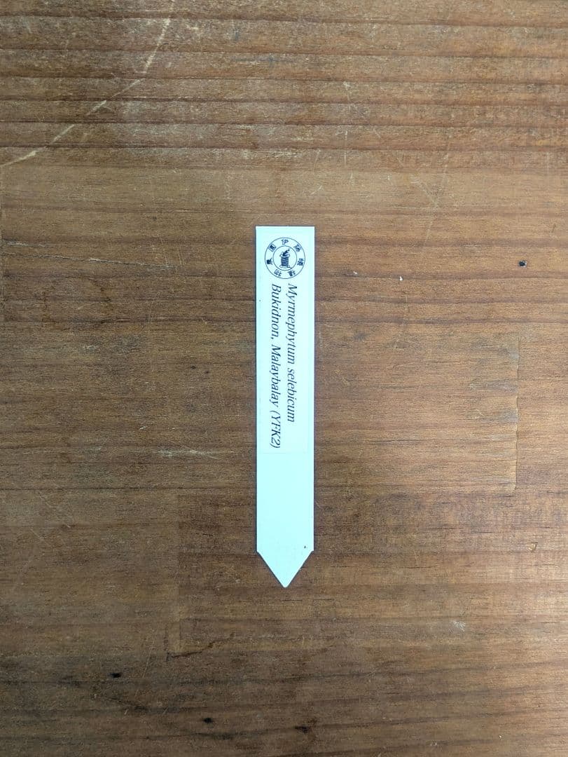 ミルメフィツム セレビクム ブキドノン マライバライ アリ植物