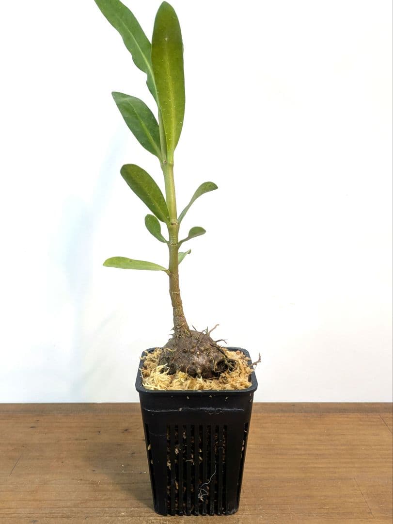 ミルメフィツム セレビクム ブキドノン マライバライ アリ植物