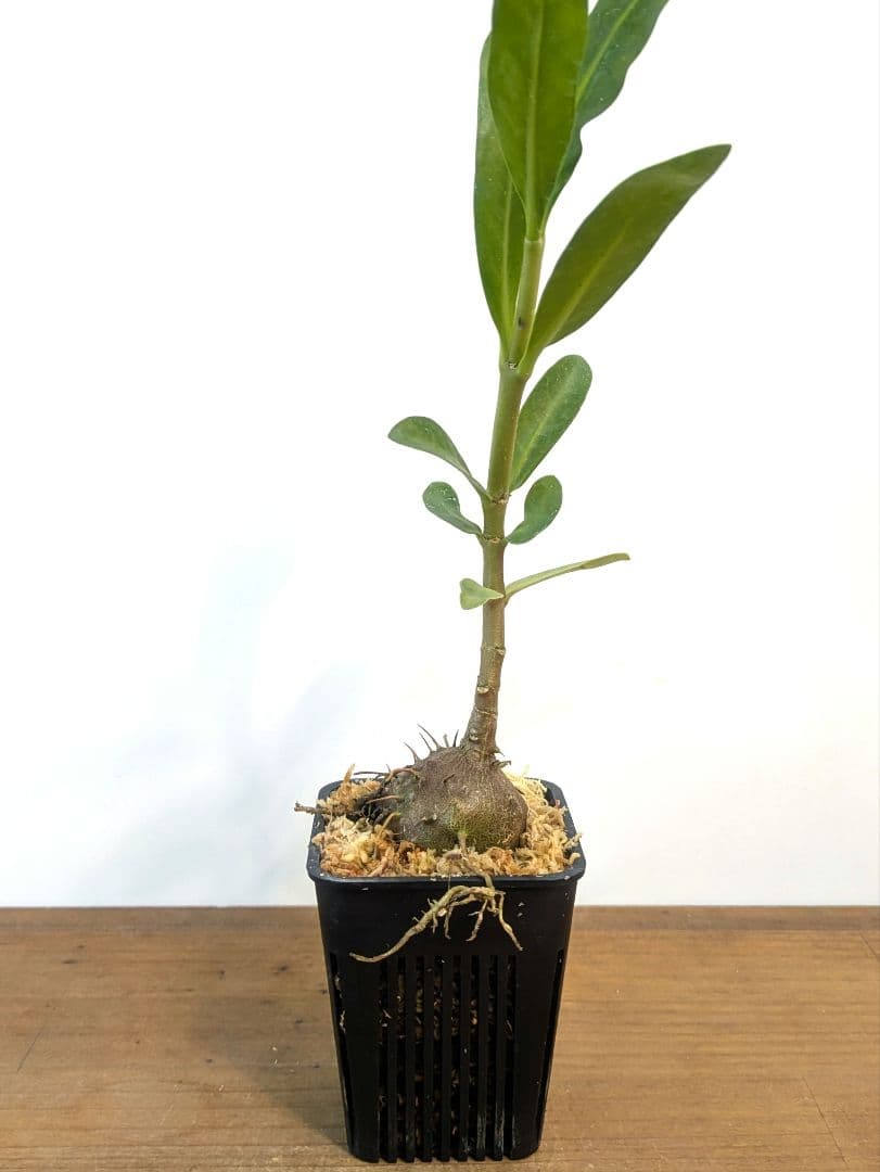 ミルメフィツム セレビクム ブキドノン マライバライ アリ植物