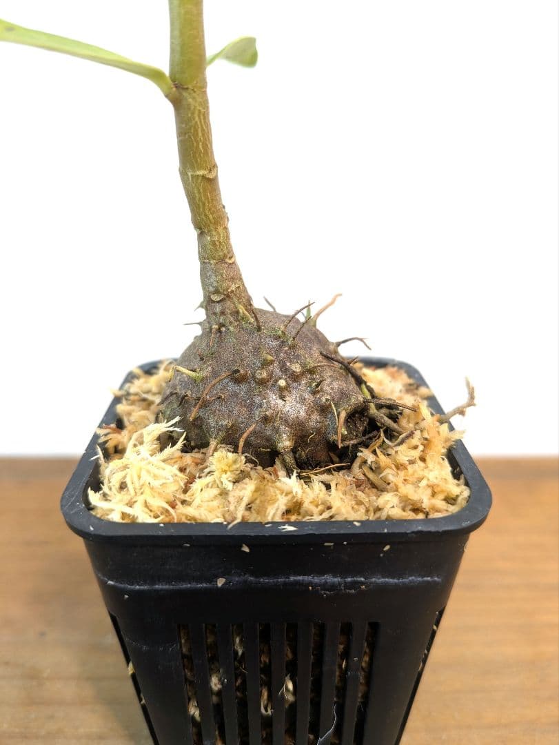 ミルメフィツム セレビクム ブキドノン マライバライ アリ植物