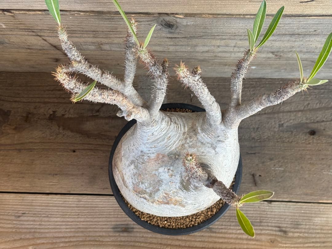 たっつ【人気品種】現地球白肌パキポディウム グラキリス パキプス