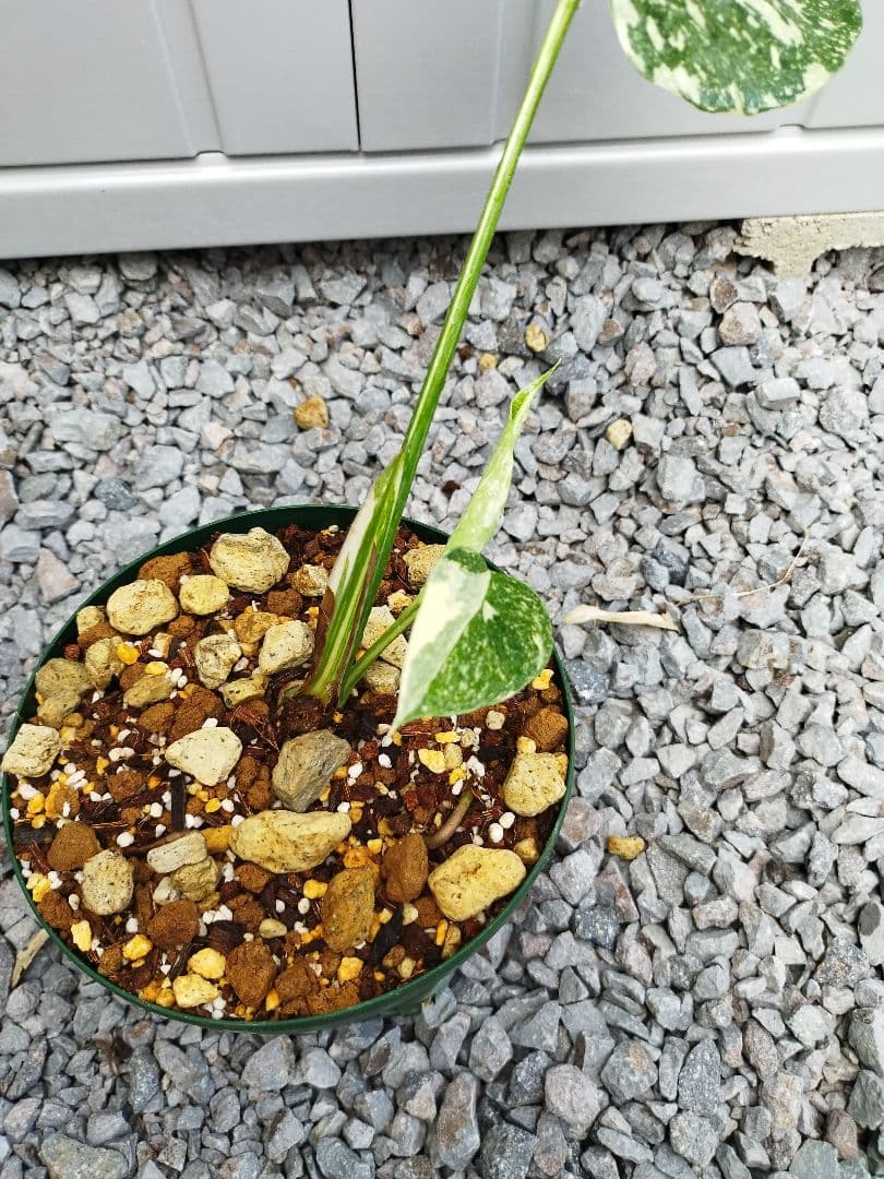 斑入りモンステラA6 クリームブリュレデリシオーサ　鉢ごと発送