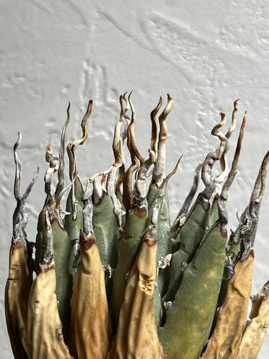 ◾️エボリスピナ陽炎③◾️エグいうねり 陽炎 発根済み