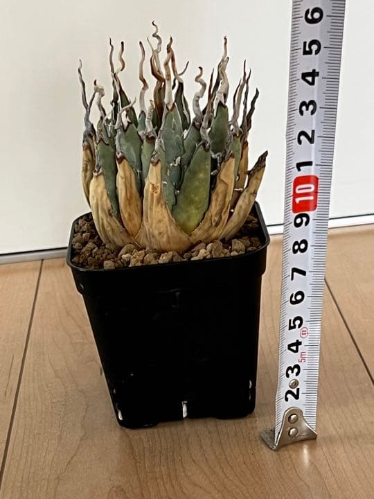 ◾️エボリスピナ陽炎③◾️エグいうねり 陽炎 発根済み