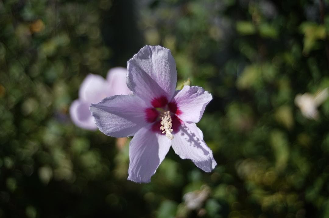 レンズ(単焦点) 046_Schneider Curtagon 35/2.8 (Exacta)