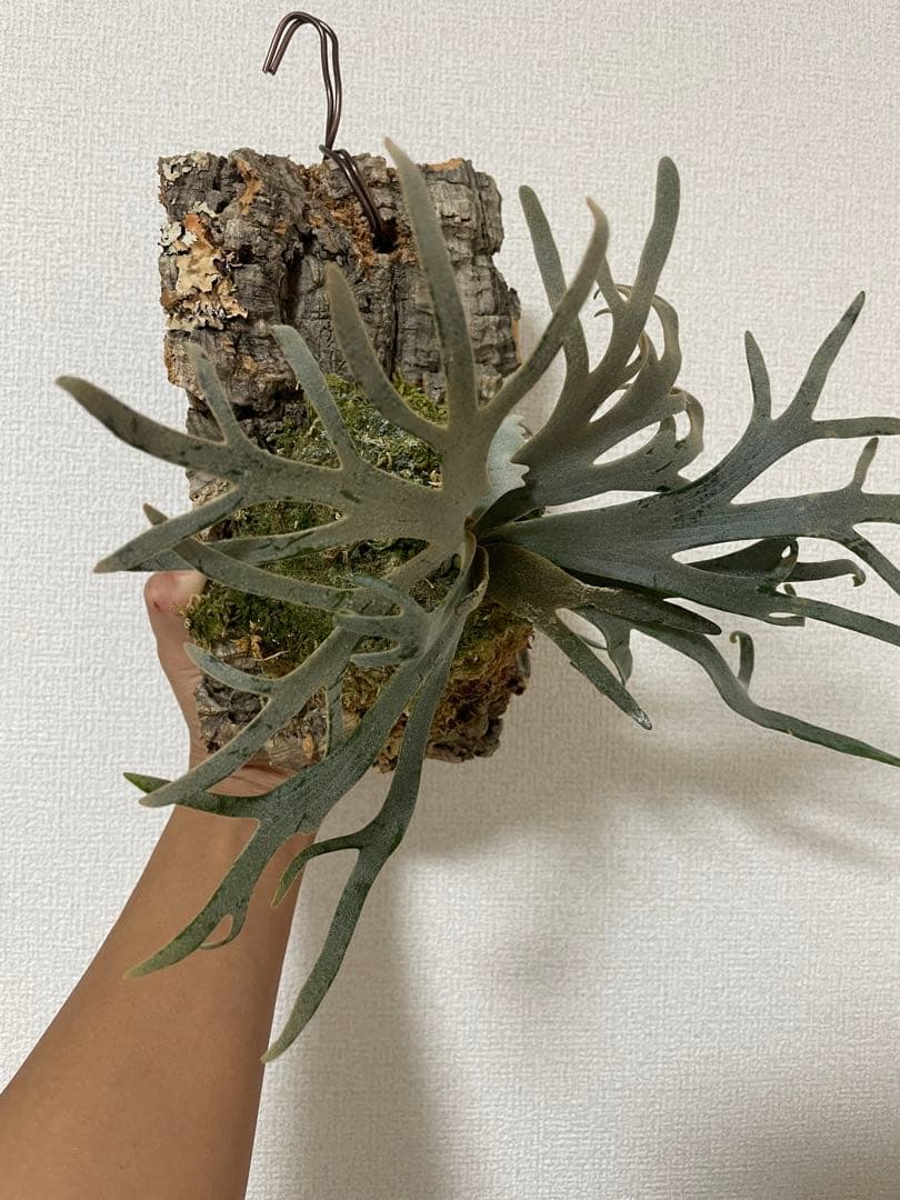 やま P. Willinckii Jenny TC