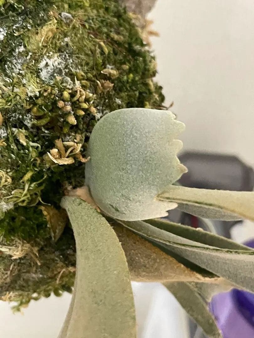 やま P. Willinckii Jenny TC