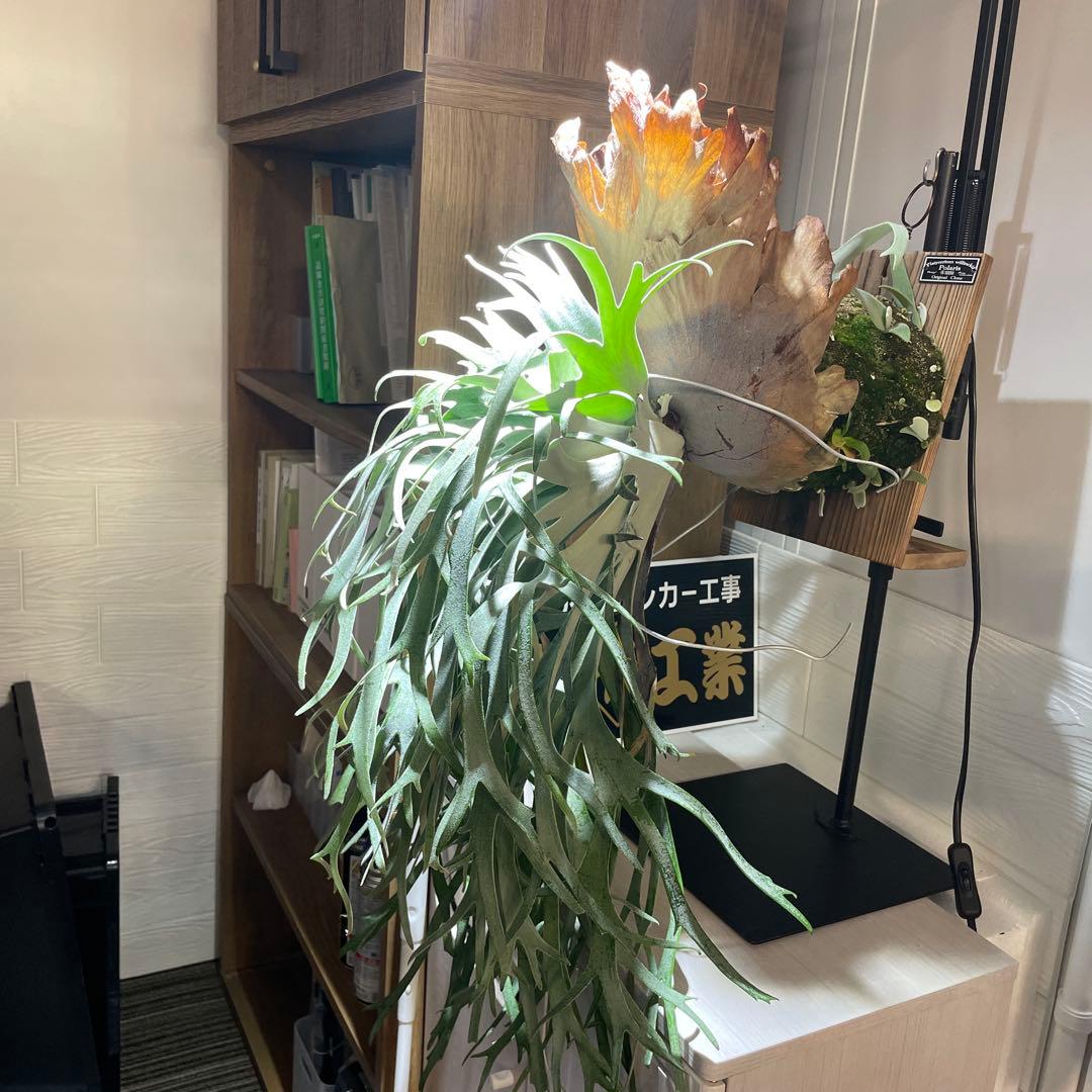 ビカクシダ P.willinckii Polaris ポラリス　子株　#6