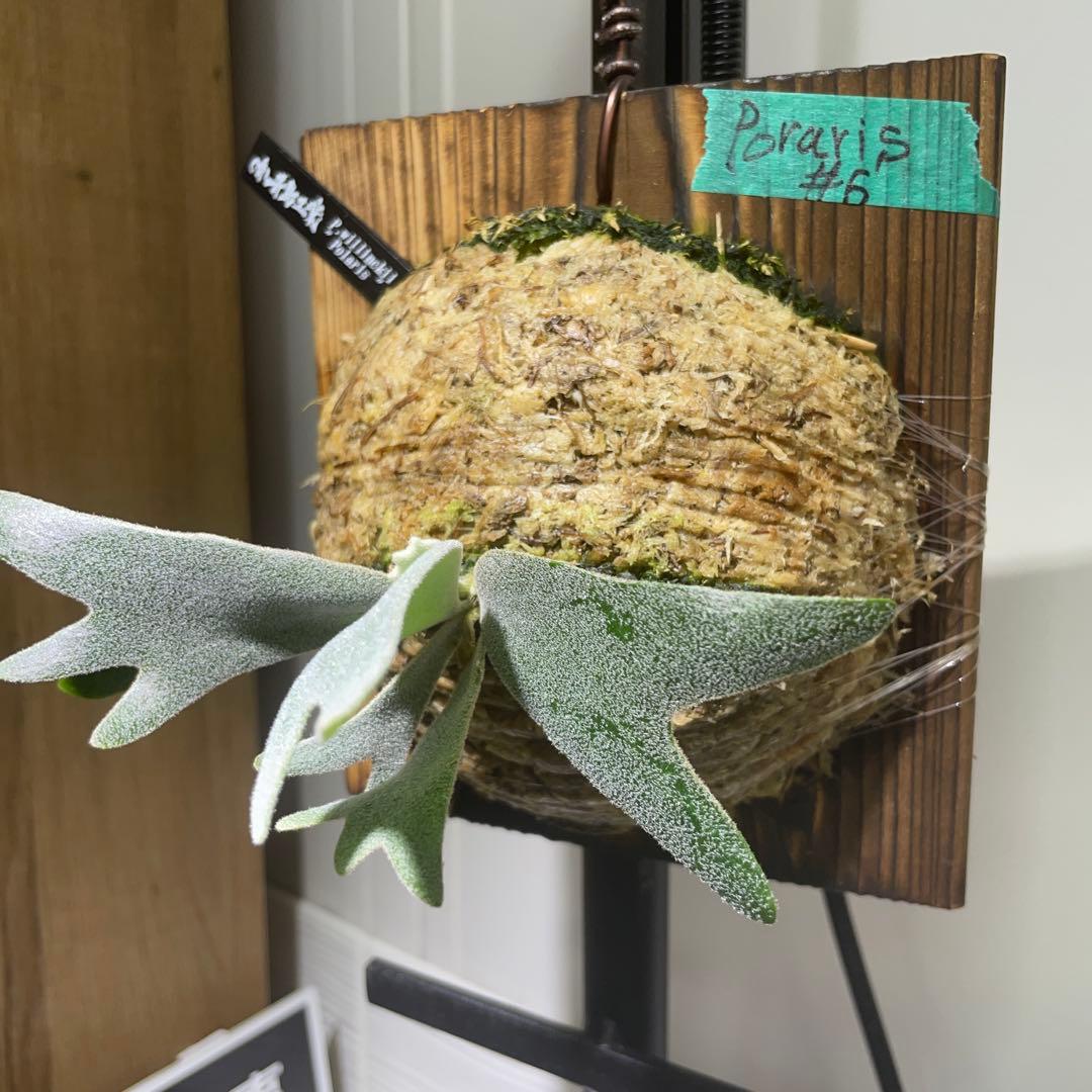 ビカクシダ P.willinckii Polaris ポラリス　子株　#6