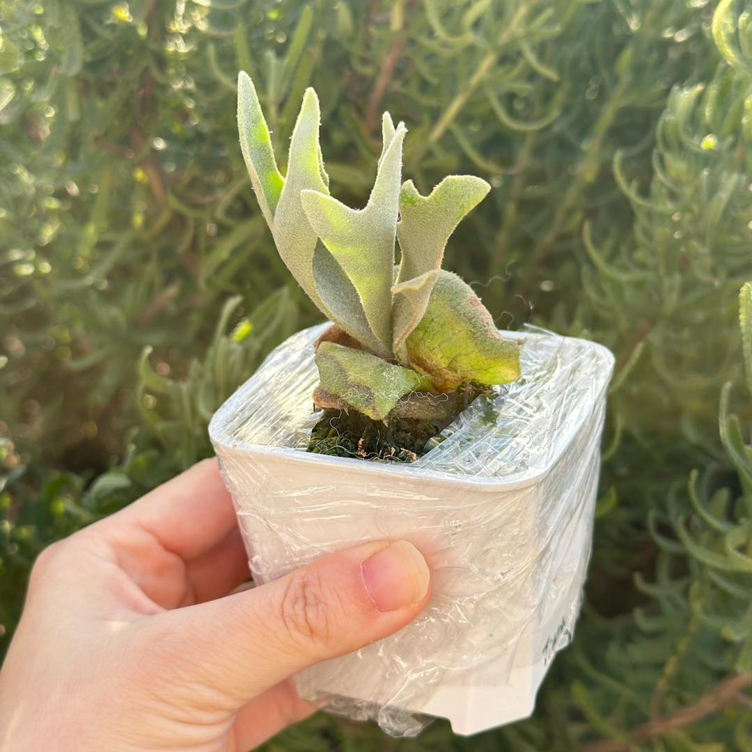 ビカクシダ P.Willinckii Tiara spore 04