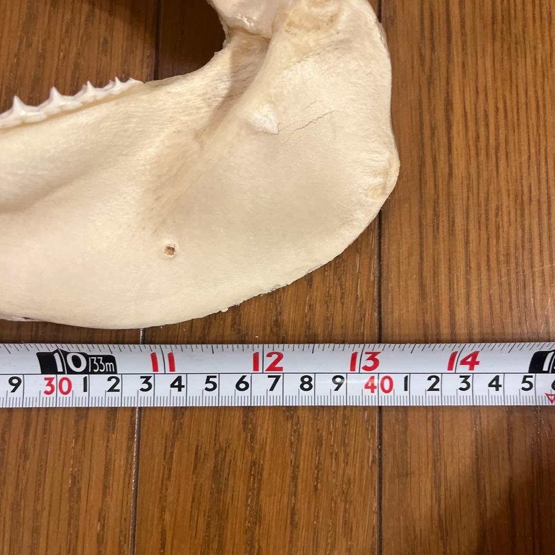 ヨゴレ　サメ標本